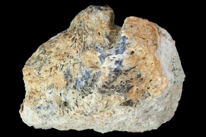 Achelousaurus Bone Fragment - Montana #103148